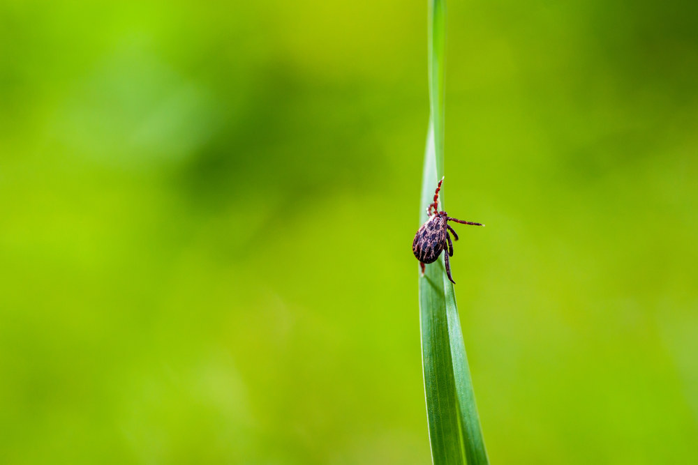 Erkė / Shutterstock nuotr.